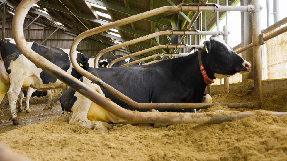 melkvee artikel  (979 x 551 px).png