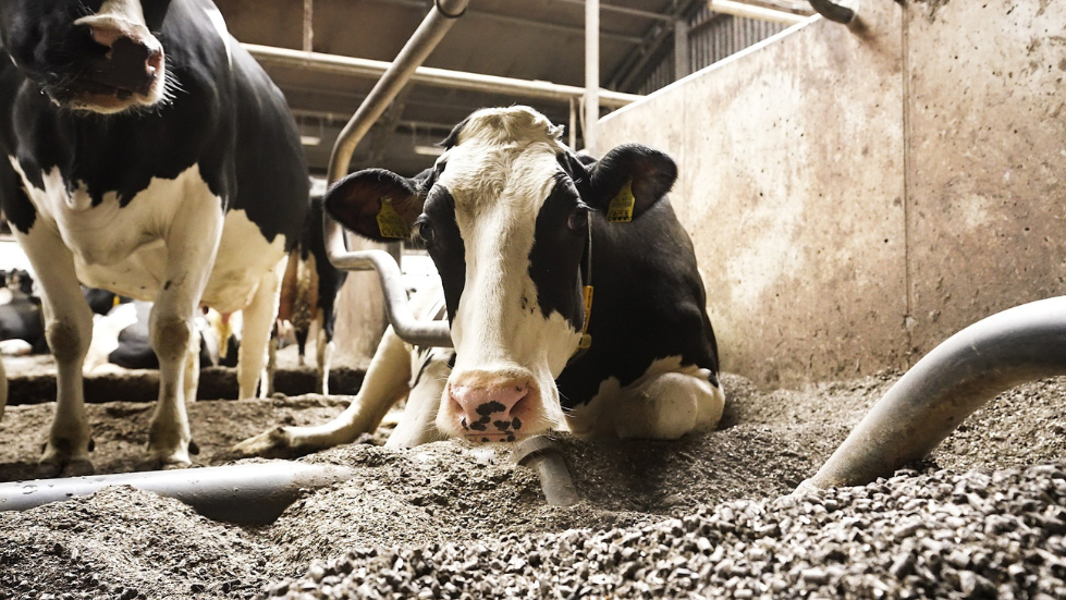 Koe in diepstrooiselbox met Bergkorrel Pro