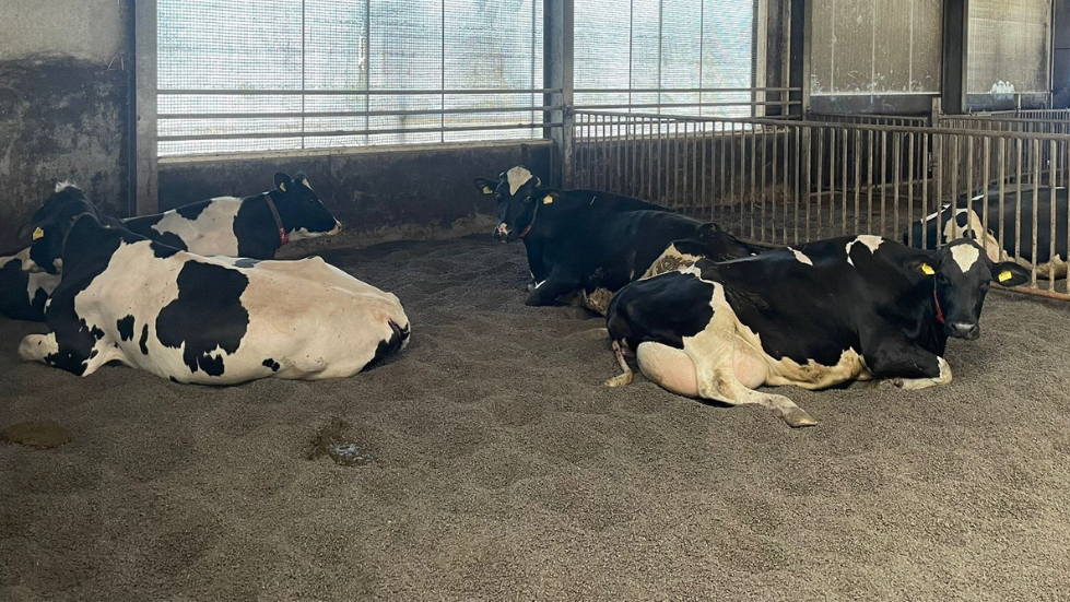 Bergkorrel Pro in potstal