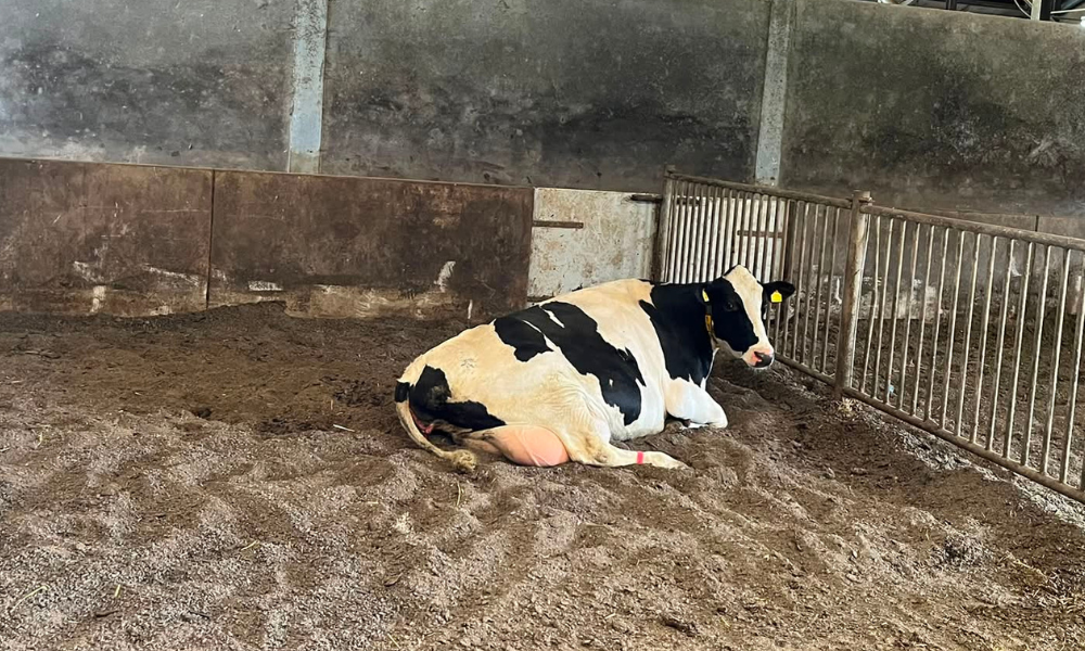 koe op BKP in potstal