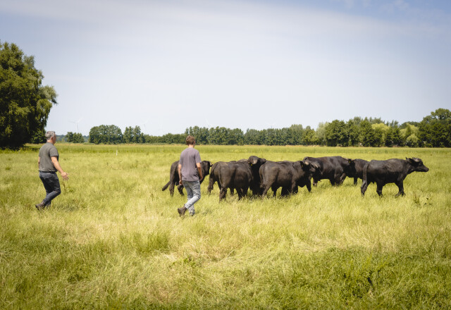 2025 Dutch Carabao FloortjevanStaveren-22.jpg
